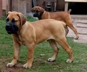 3-6 months Male Purebred Boerboel