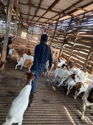 Mbuzi,goats,Boer Savanna Local,pregnant, 2kids,3kids,4 Kids