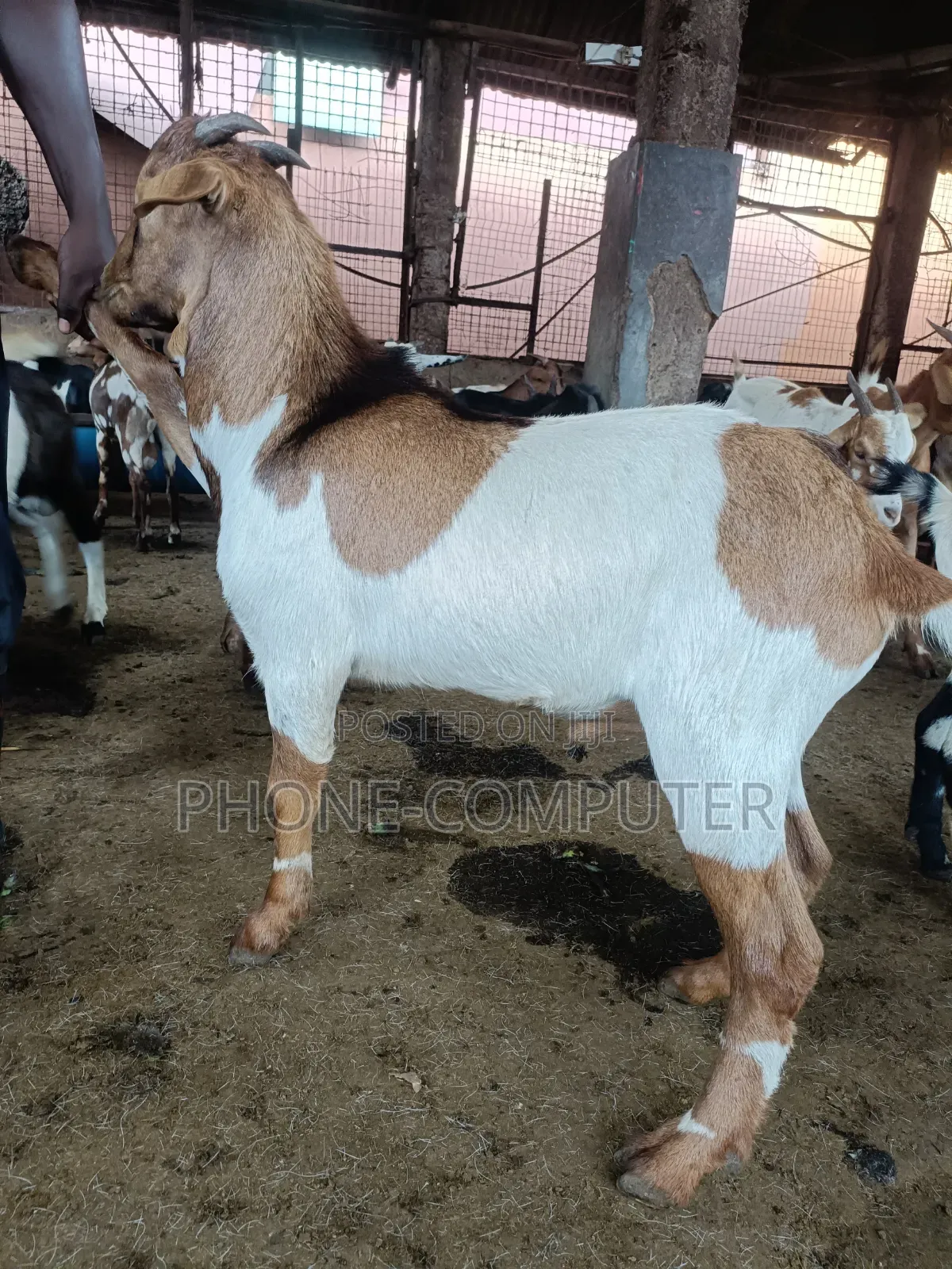 Livestock Farming