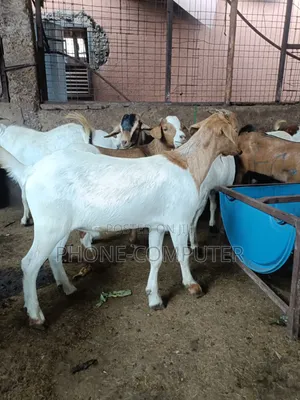 Livestock Farming