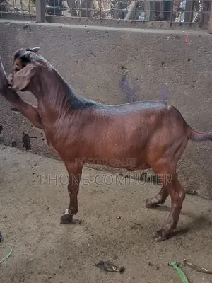 Livestock Farming