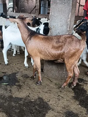 Livestock Farming
