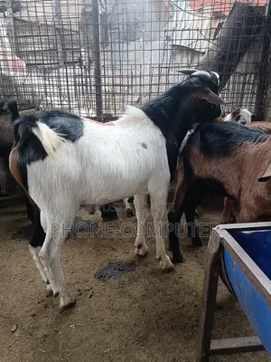 Livestock Farming