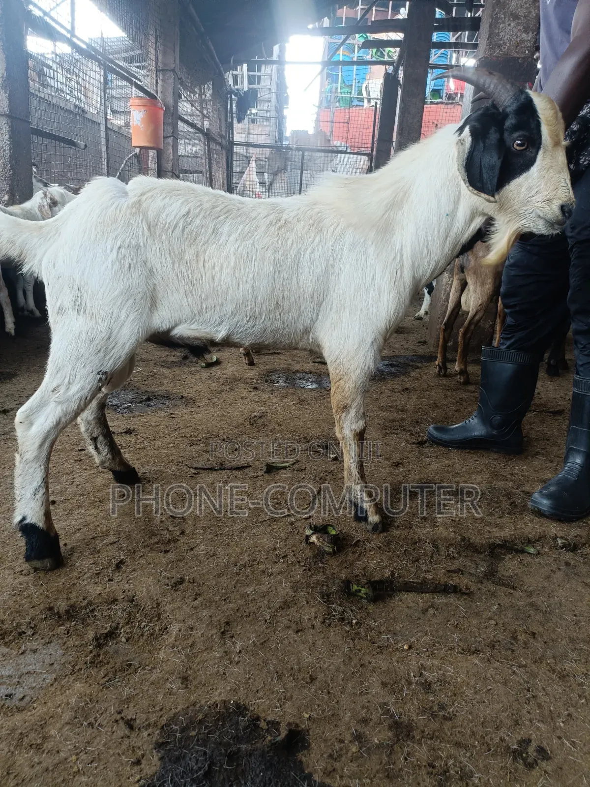 Livestock Farming