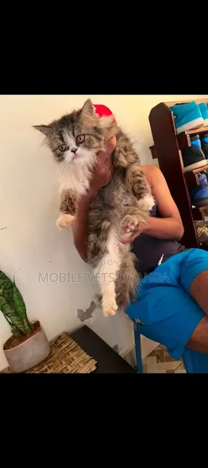 0-1 month Male Purebred Persian