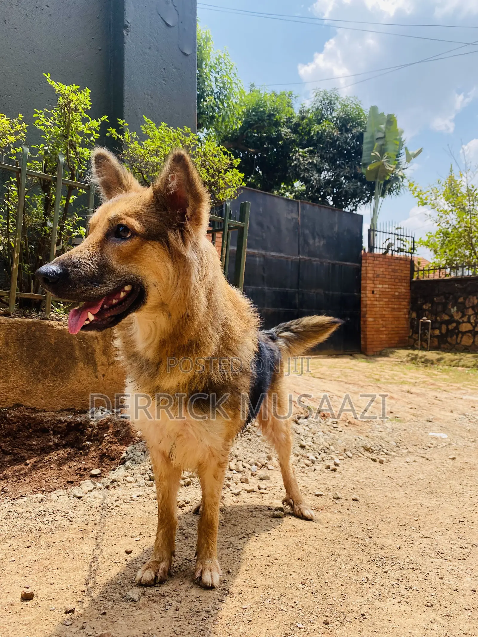 1+ year Female Purebred German Shepherd