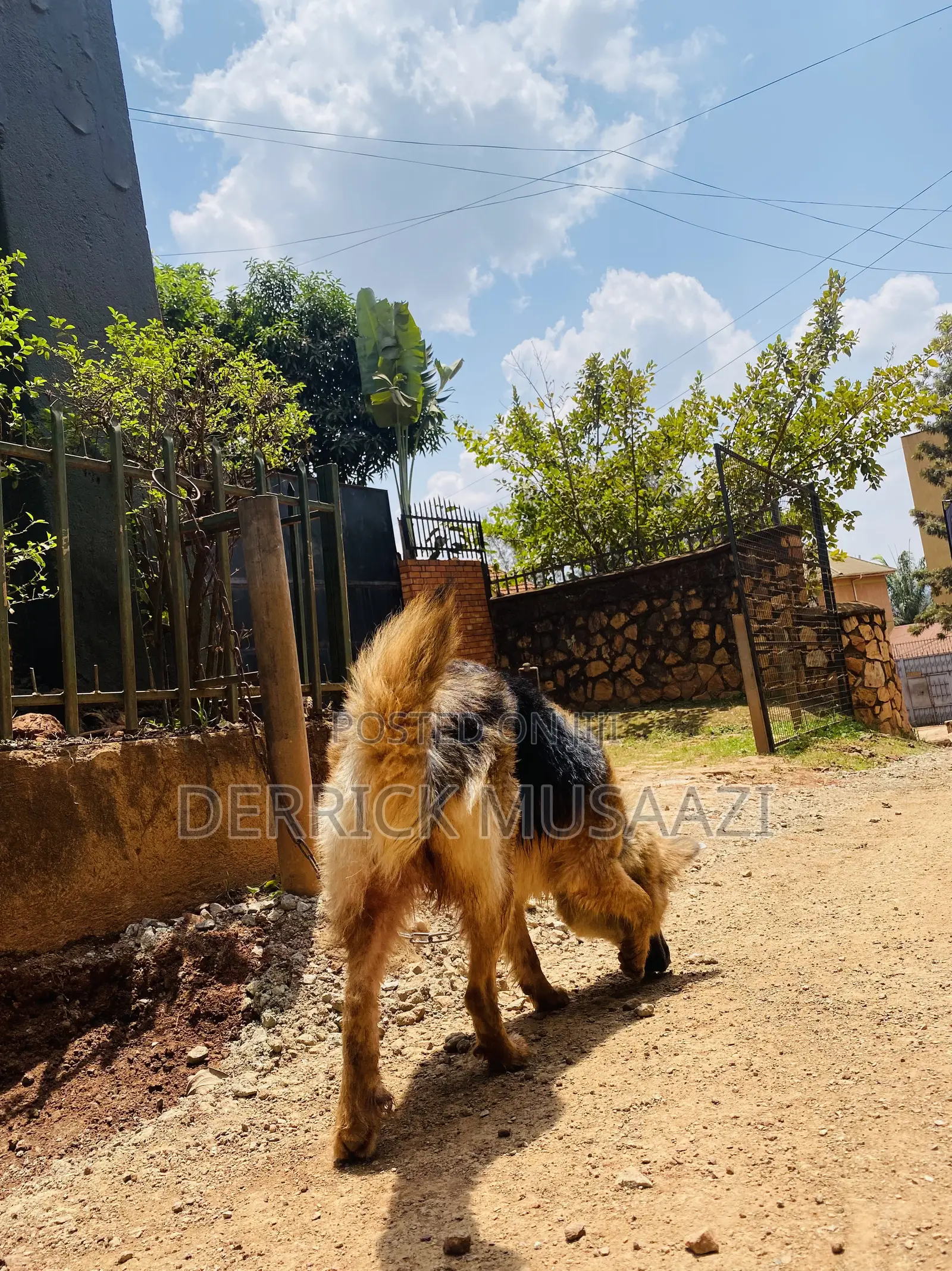 1+ year Female Purebred German Shepherd
