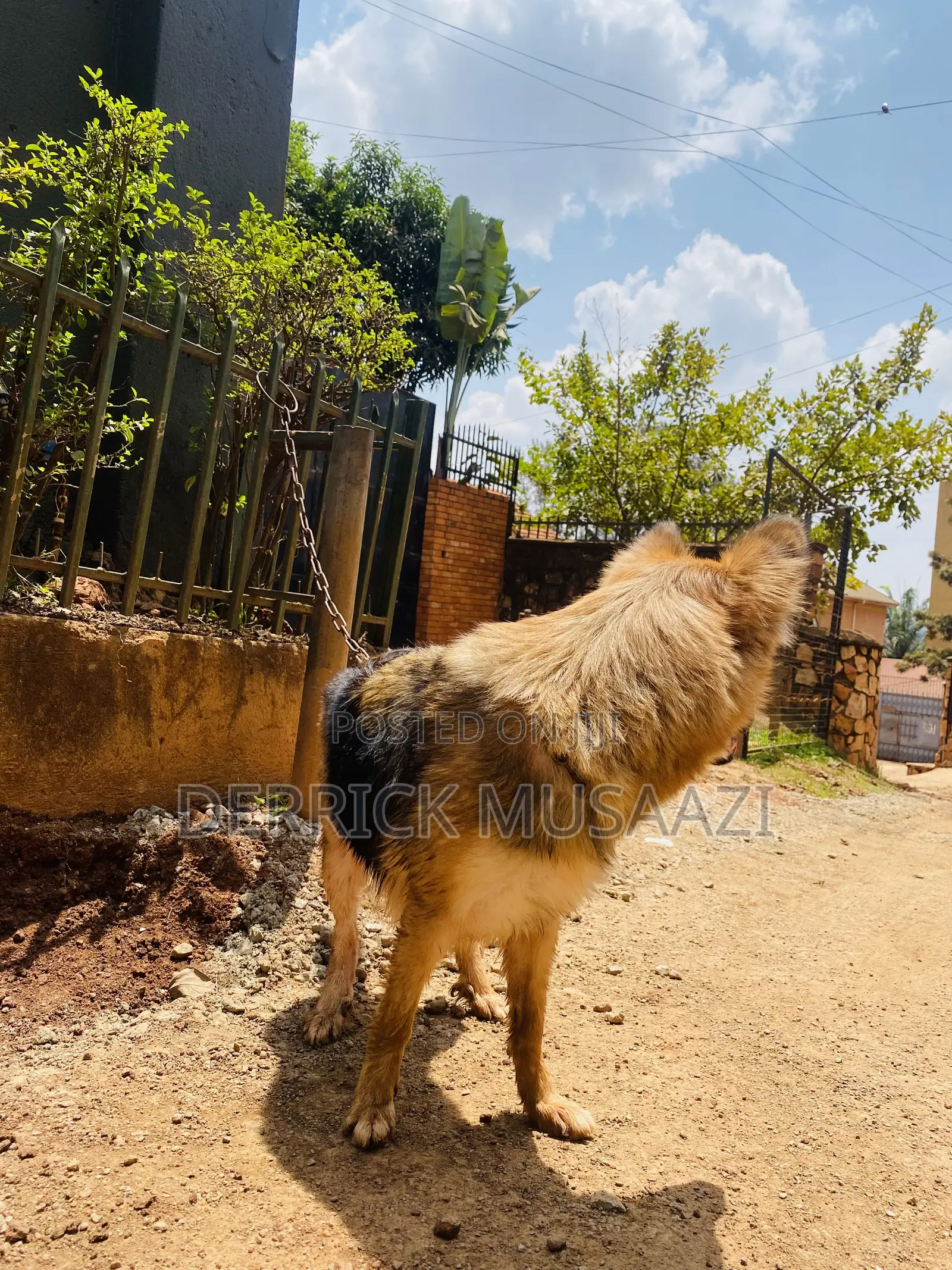 1+ year Female Purebred German Shepherd