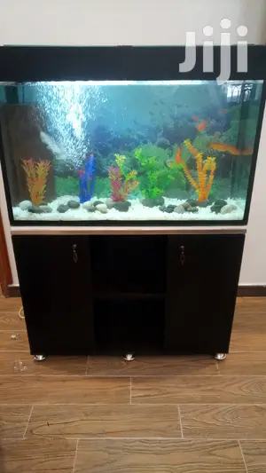Beautiful Aquariums in All Designs