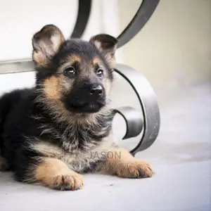 German Sherperd Pure Breed Puppies
