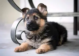 German Sherperd Pure Breed Puppies