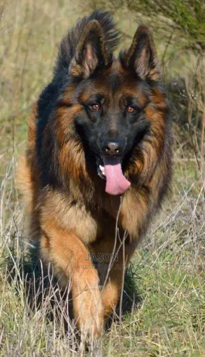 German Sherperd Pure Breed Puppies