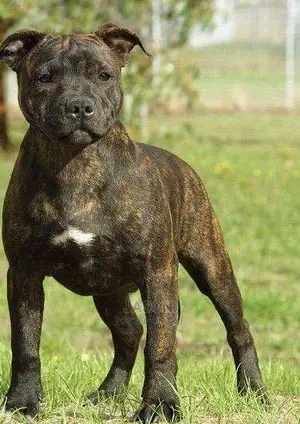 American Pitbull Terrier
