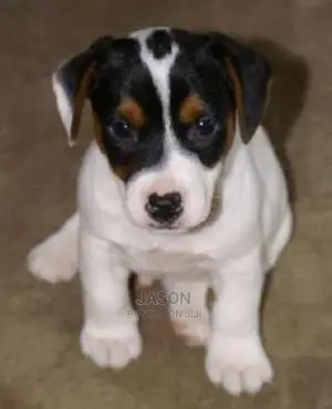 Jack Russle Terrier Puppies