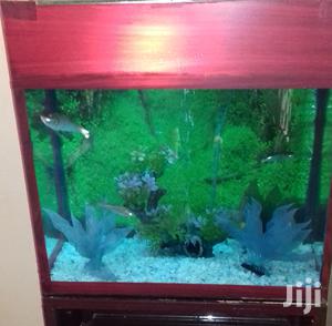 Aquarium In All Sizes