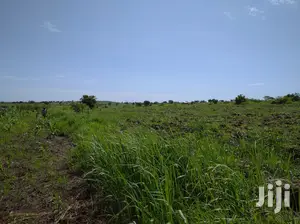 A Fertile Virgin Farmland for Sale in Nwoya District