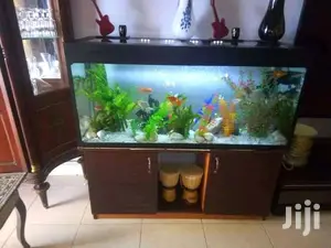 Beautiful Aquariums