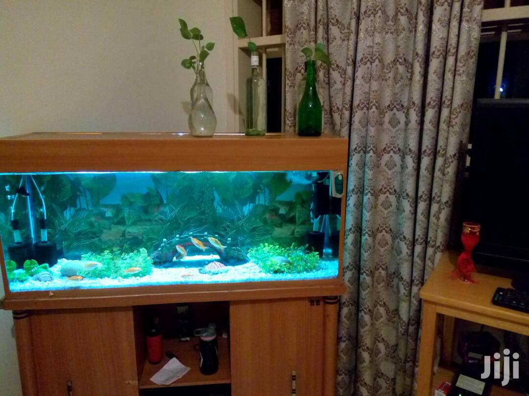 Beautiful Aquariums From Aqua 2000