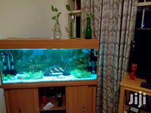 Beautiful Aquariums From Aqua 2000