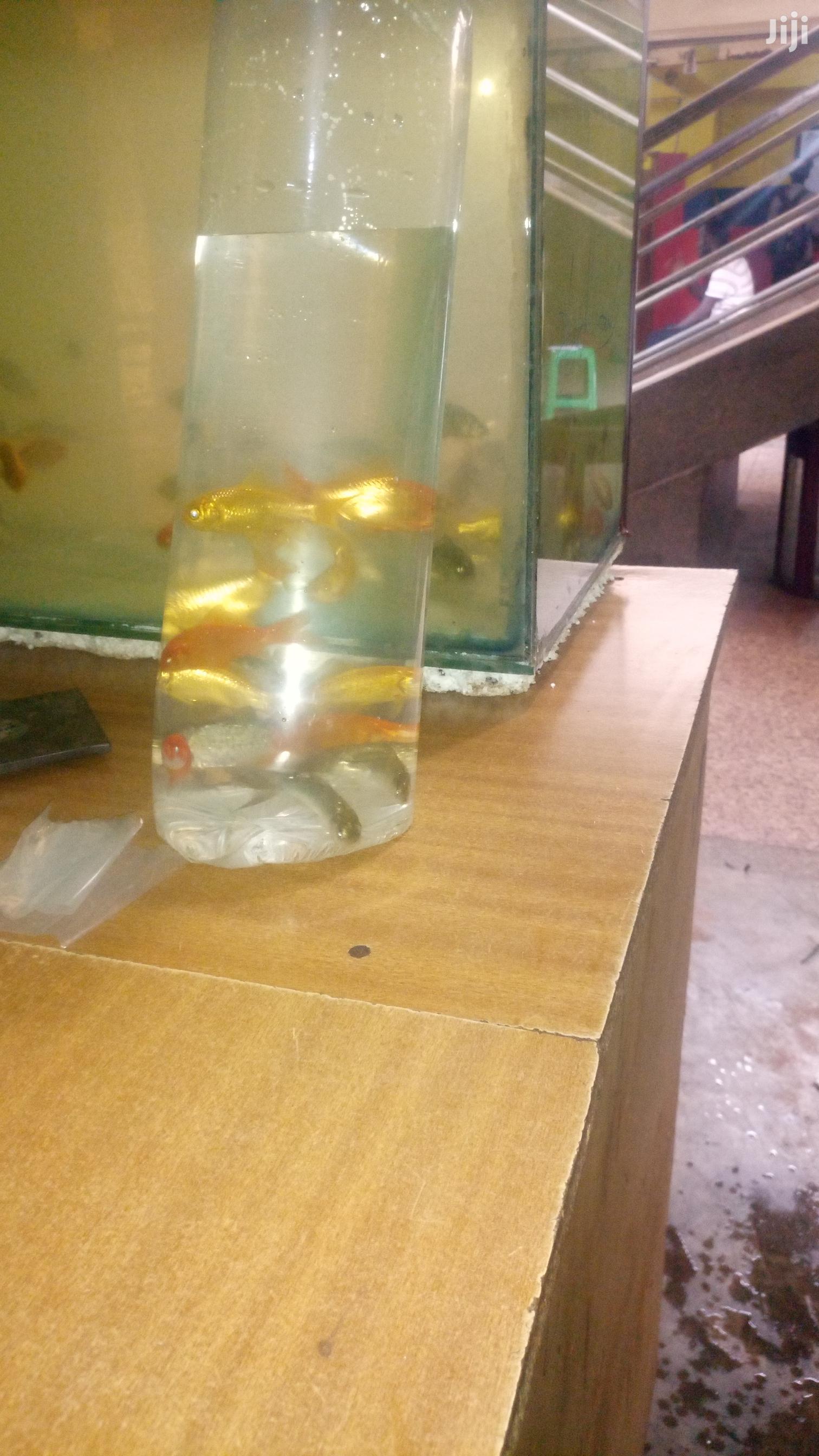 Yellow Commet Gold Fish