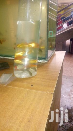 Yellow Commet Gold Fish