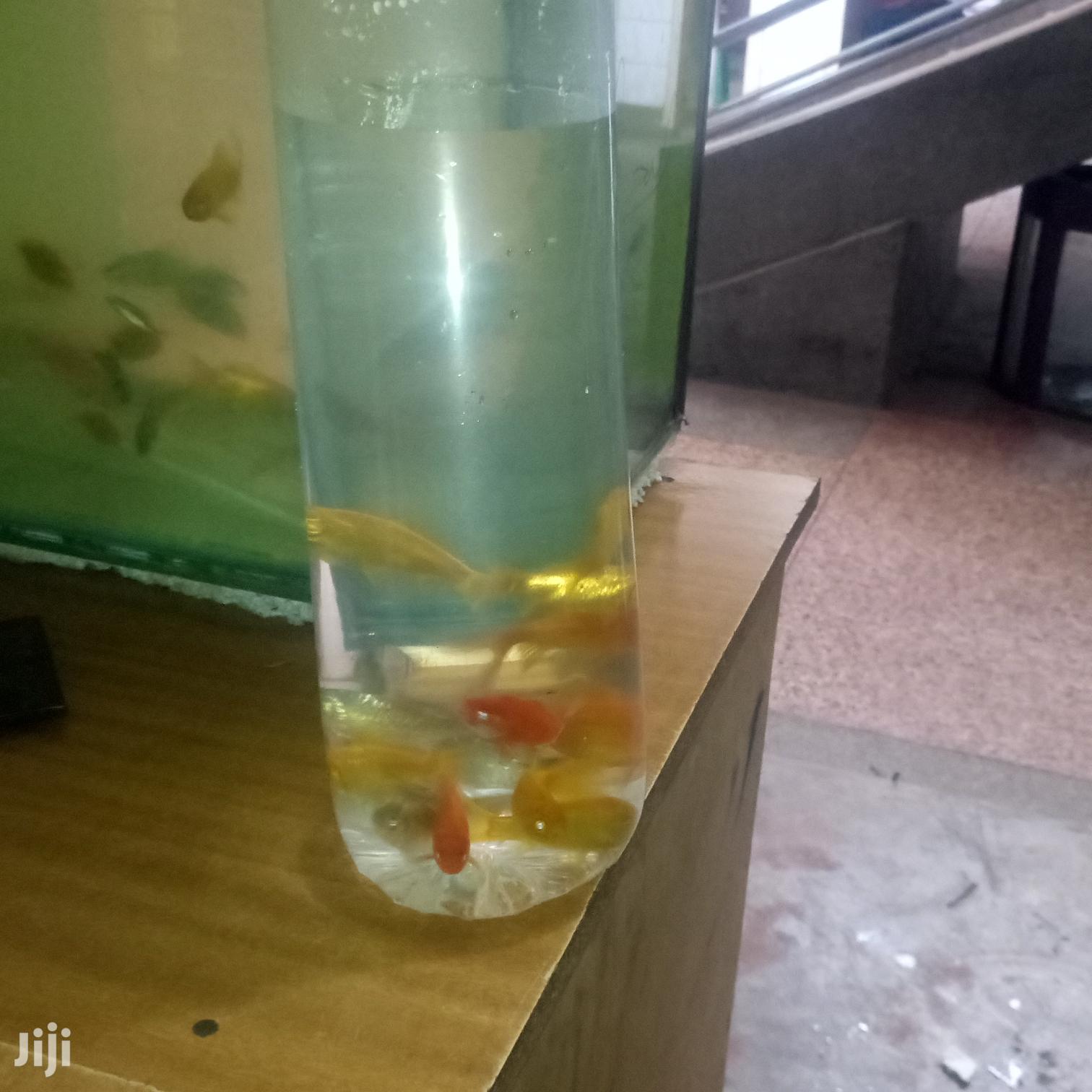 Yellow Commet Gold Fish