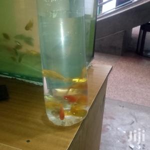 Yellow Commet Gold Fish