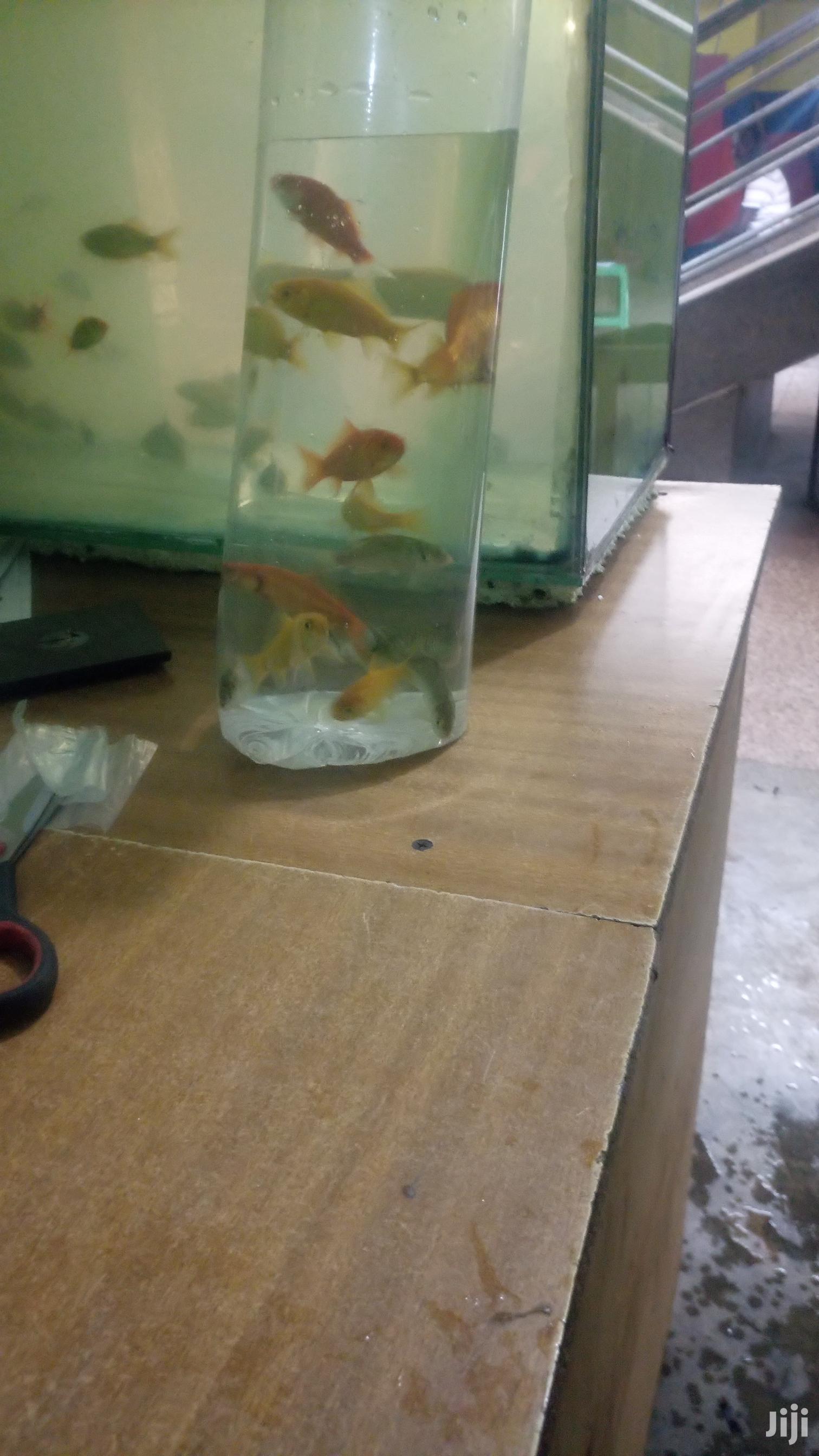 Yellow Commet Gold Fish