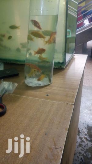Yellow Commet Gold Fish
