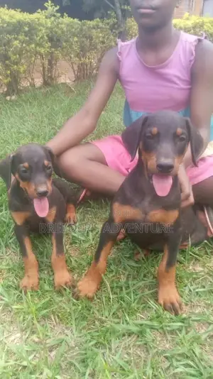 1-3 Month Male Purebred Doberman Pinscher