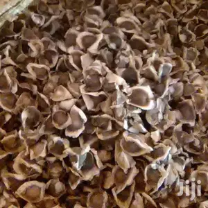 Moringa Seeds