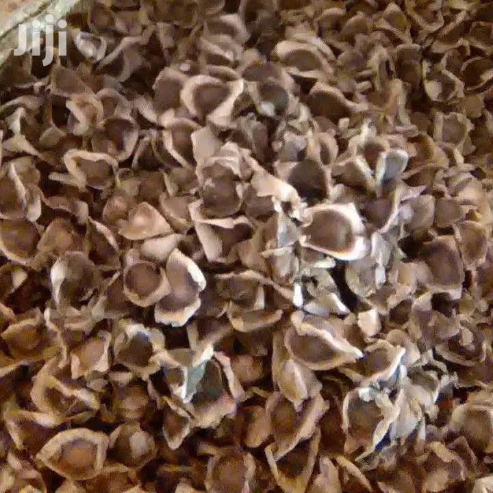 Moringa Seeds