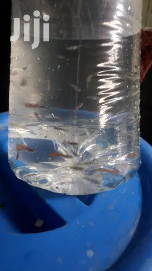 Beautiful Guppies From Aqua 2000