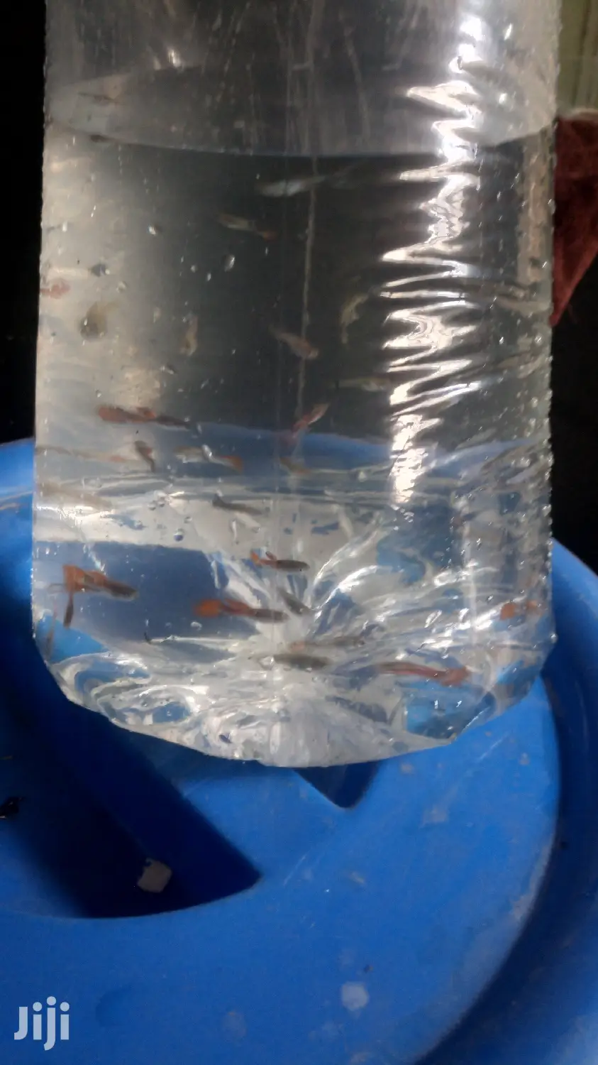 Beautiful Guppies From Aqua 2000