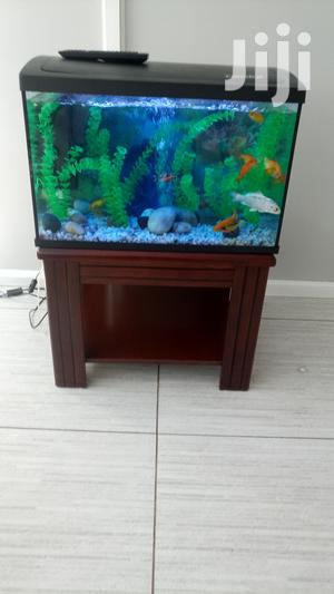 Aquarium On Wooden Stand