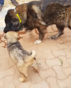 1-3 Month Male Mixed Breed Caucasian Shepherd