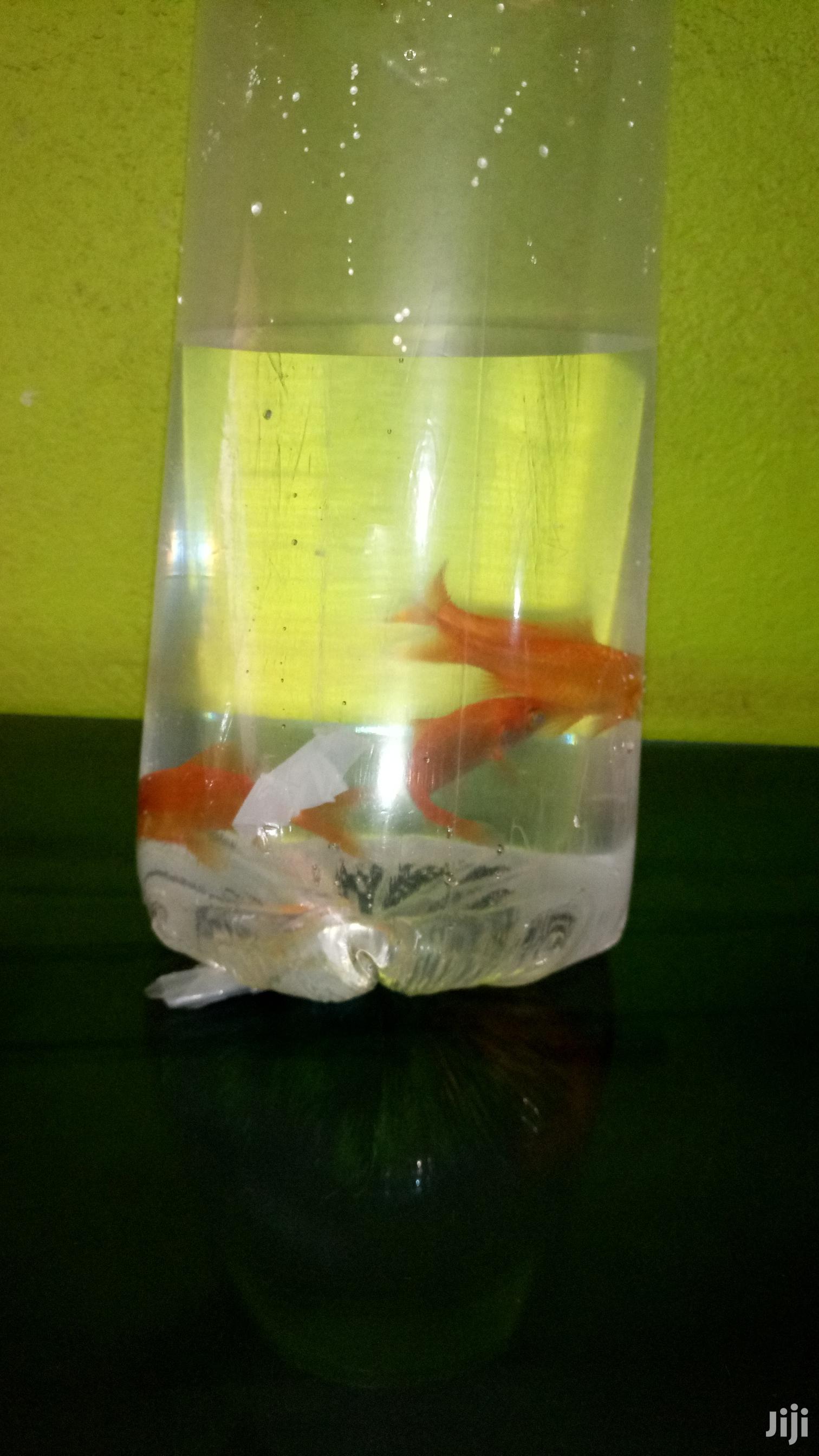 Pure Red Gold Fish