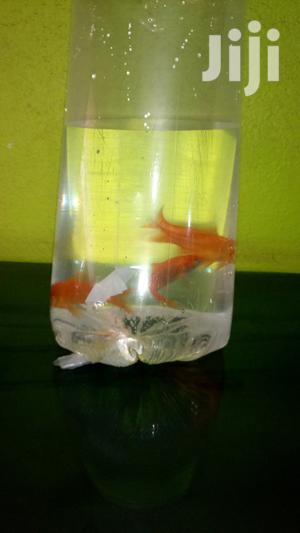 Pure Red Gold Fish
