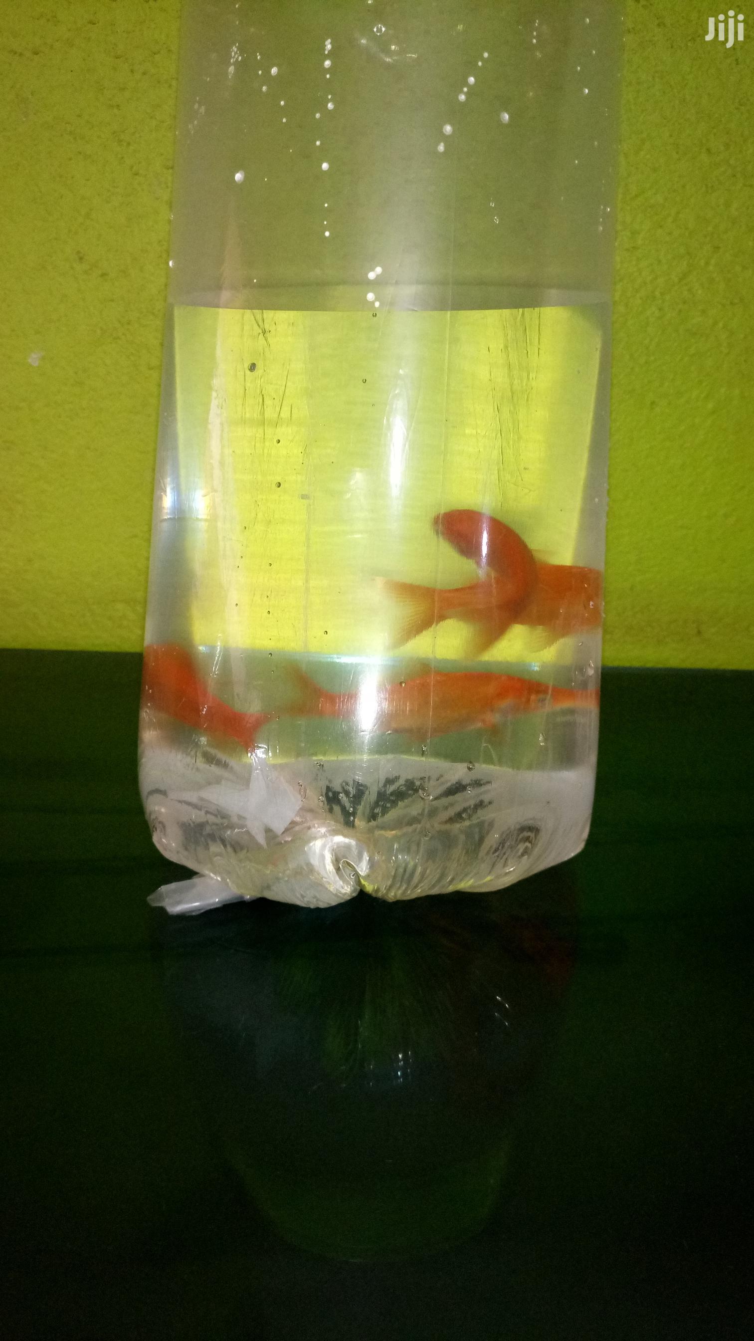 Pure Red Gold Fish