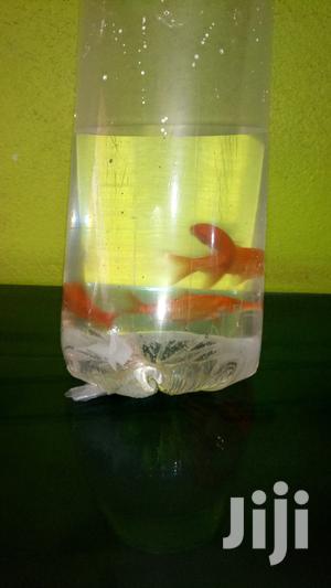 Pure Red Gold Fish