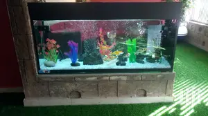 Beautiful Aquariums From Aqua 2000