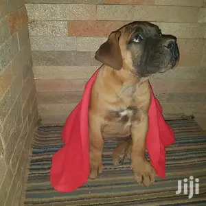 1-3 month Female Purebred Boerboel
