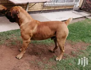 1+ year Male Purebred Boerboel
