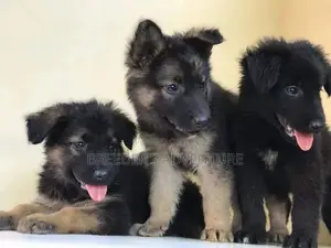 1-3 Month Female Purebred German Shepherd