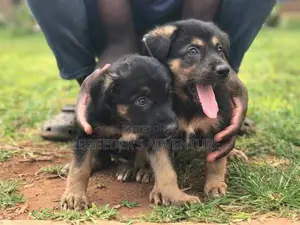 1-3 Month Female Purebred German Shepherd