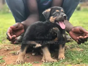 1-3 Month Female Purebred German Shepherd