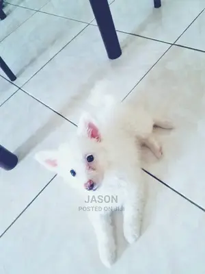 1-3 Month Male Purebred Japanese Spitz