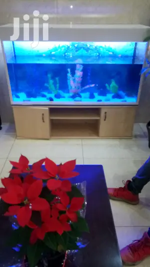 Beautiful Aquariums From Aqua 2000