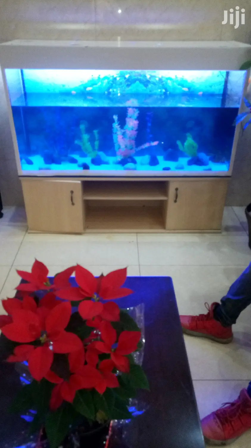 Beautiful Aquariums From Aqua 2000