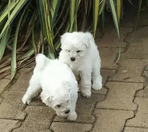 1-3 Month Male Purebred Maltese